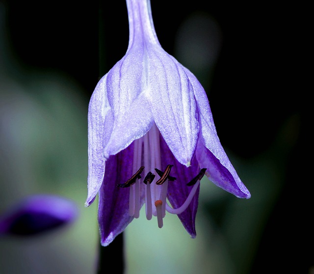 Inspirational photo hosta