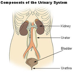 urinary system