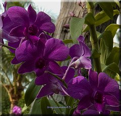 Purple Flowers courtesy of Travlinman43 Flickr